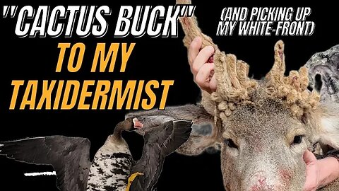 Taking My 30pt "Cactus Buck" to My Taxidermist!!! (AND Picking Up My Speckle Belly Goose)