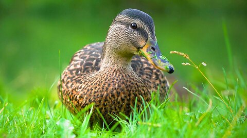 Mallard Duck Hens Eating Grass and Loving It