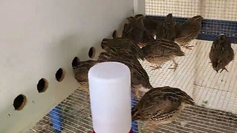 Part 4 - Automatic Quail Feeder 2nd Update!