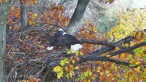 Hays Eagles M in w/huge stick-V in w/stick-both work to place it, stick overboard! 11-08-2023 9:01am