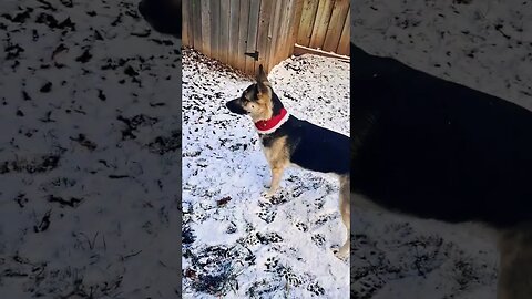 Maple Frolics in The 1st Snow