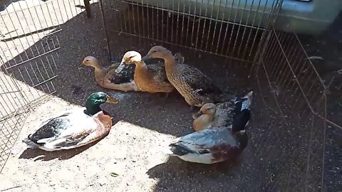 Welsh Harliquin Ducks ( maybe crosses )getting ready to go to a new home ( Video 1 )