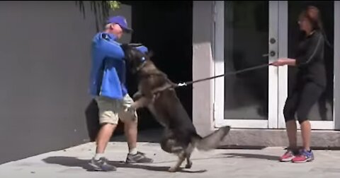 Do you want to make your Dog aggressive? Learn how