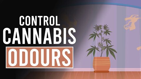 How to Control the SMELL of Cannabis Plants!