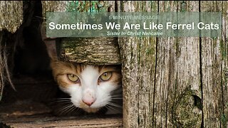 Sometimes We Are Like Ferrel Cats