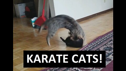 The Kung Fu Karate Fighting Cats