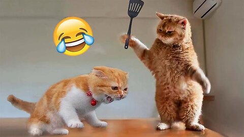 New Funny Animals 😂 Funniest Cats Videos 😺(MUST WATCH)