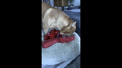 MASSIVE Pit Bull opens his Christmas 2022 gifts! 🦁🎁🎅