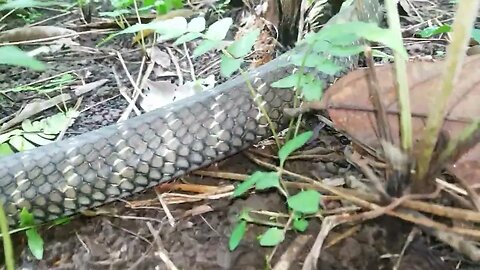 Is this a KING COBRA? WHAT would would YOU DO if you saw it? #kingcobra #snakes #snakebite #reptiles
