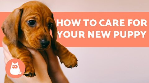 How to TAKE CARE of a PUPPY 🐶 Complete Guide to Puppy Care USA