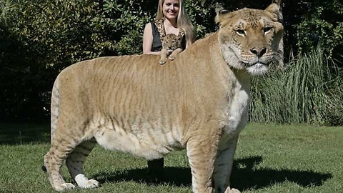 How Bizarre Is A Liger?