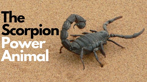 The Scorpion Power Animal