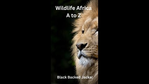 Wildlife Africa - A to Z - Black Backed Jackal