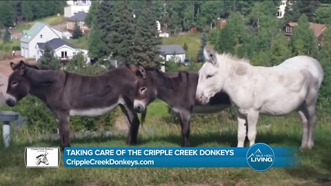 Feed The Donkeys // Cripple Creek Donkeys
