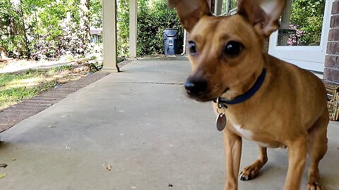 Playing Some Slowmo Fetch with my Chihuahua Bluto