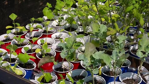 How leftover seedlings help create sustainable at home gardens