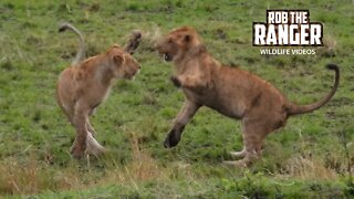 Energetic Young Lions | Maasai Mara Safari | Zebra Plains