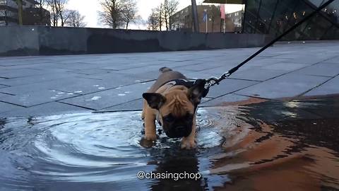 Brave puppy crosses over "big" puddle
