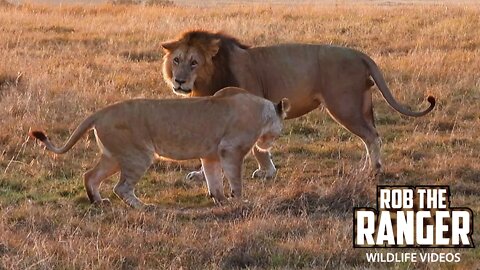 Lions At Sunrise | Maasai Mara Safari | Zebra Plains