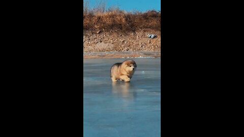 Puppy walks out on the ice of a frozen pond