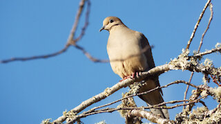 Mourning Dove