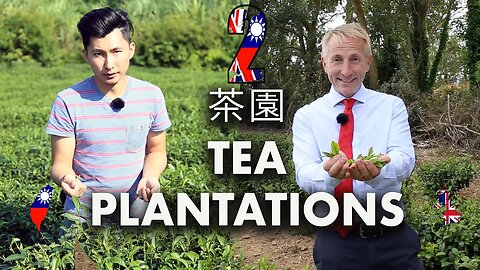 2 Tea Plantations 茶園 England & Taiwan Tregothnan tea grower meets a Pinglin tea grower