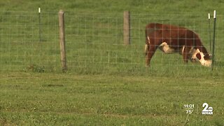 Maryland farms come together to help families affected by Hurricane Ida