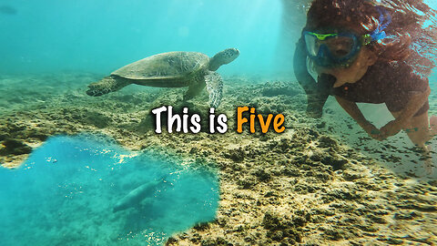 Seals & Turtles & Fish, Oh My! Snorkeling Oahu with Kids