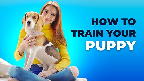 How to train your Dog ?