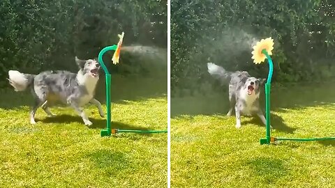 High-energy Pup Loves Playing With Insane Sprinkler