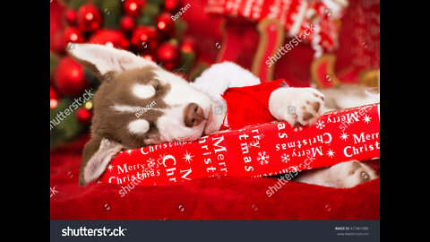 Siberian Husky has a Dream towards Christmas eve . Husky accepts chocolate as present.
