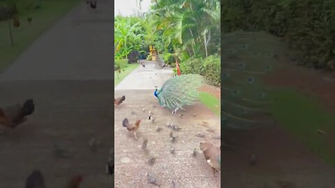 Peacocks show off, and chase chickens & birds, at Smith Family Garden Luau, Wailua River Park, Kauai