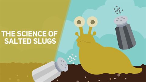 The science behind salted slugs