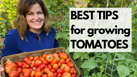 BEST TIPS for growing TOMATOES: No gimmicks, just fundamental principles for GREAT TOMATOES.