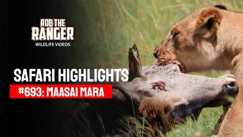 Safari Highlights #693: 31 May 2022 | Lalashe Maasai Mara | Latest Wildlife Sightings