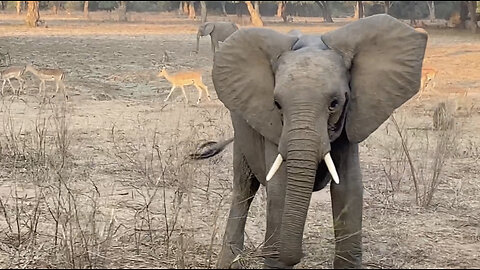 Safari at Lower Zambezi National Park