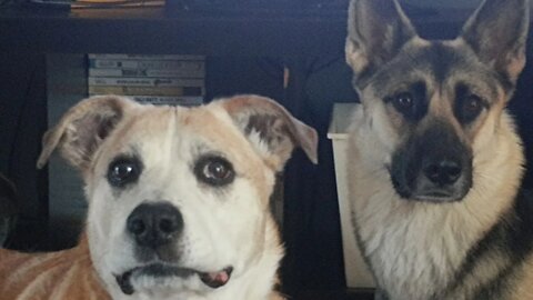 Bored Dog Is A Funny Dog! | Husky Shepherd + Pitbull Lab Zoomies