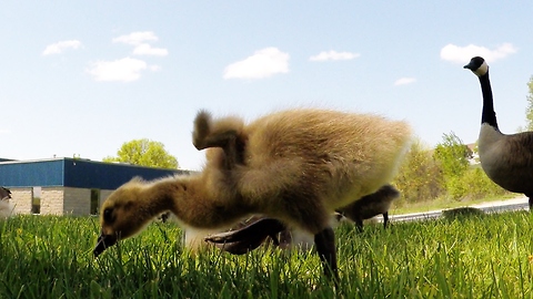 Fluffy goslings frolic under protective parents' watch