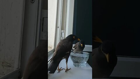 Hungry birds are drinking water from a vase! #shorts