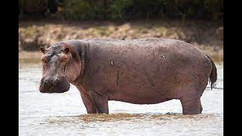 HIPPOPOTAMUS