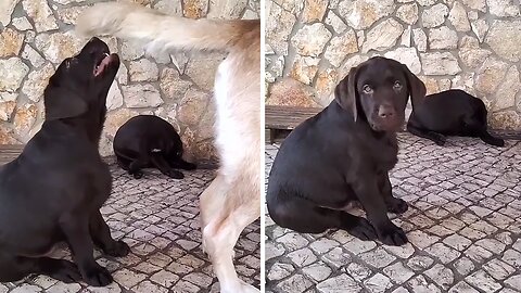 Chocolate Lab Puppy Plays With Big Dog's Tail