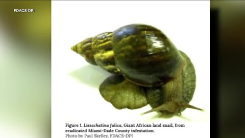 Snail known to carry meningitis-causing parasite found in Pasco County: FDACS