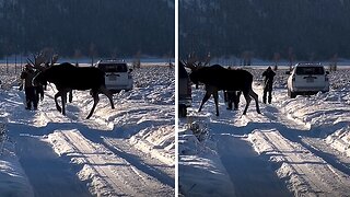 Incredible footage shows majestic huge moose in Wyoming