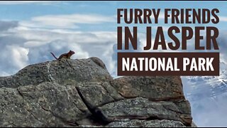 Furry Friends in Jasper National Park