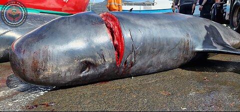 Video 3 - 8 Pilot whales killed in Faroe Islands Bloodsport - August 19, 2023