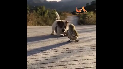 😍puppy vs Chicken 😍 😂lets play together🌻 #Petsandwild #puppies #babydogs #chicken