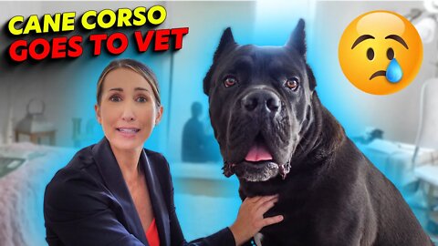 SICK Cane Corso Goes To Vet