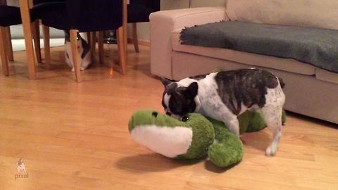 Pixel the French Bulldog wrestles an alligator