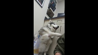 Husky fighting kidney infection demands attention