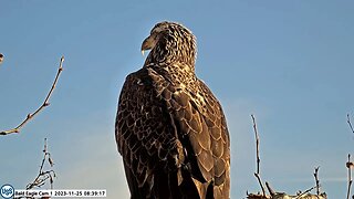 USSteel Bald Eagle Cam Sub Adult closeup 11.25.23 8:37am